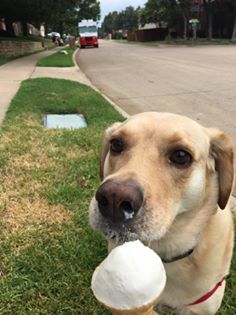 dogs and ice cream, keller ice cream, texas ice cream